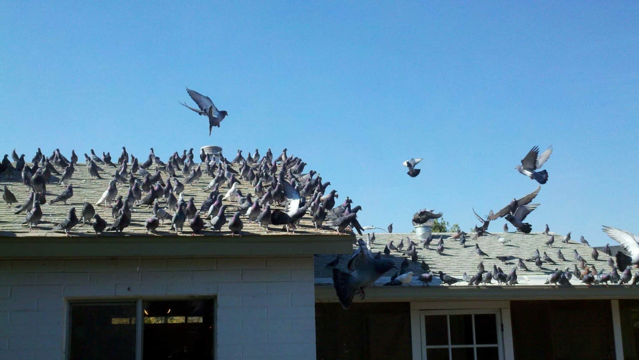 come scacciare i piccioni dal tetto