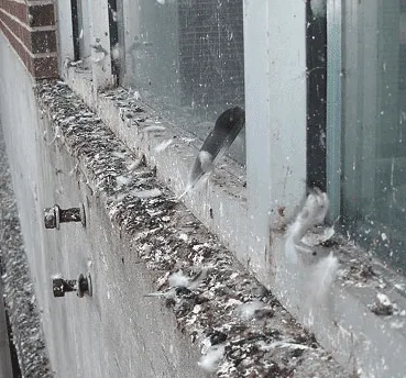 guano piccioni