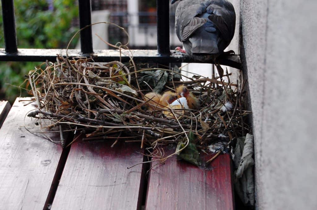 nido piccione sul balcone