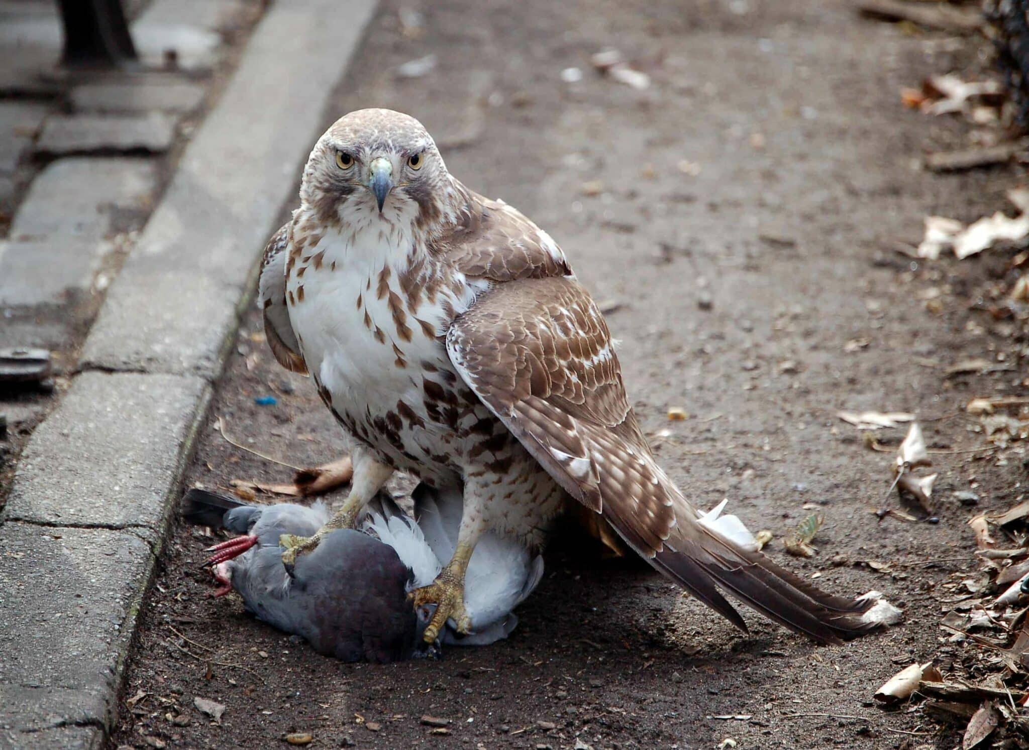 falco scaccia piccioni