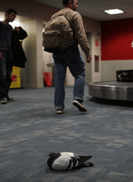 piccioni in aeroporto