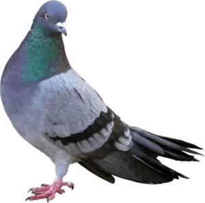 piccione columba livia