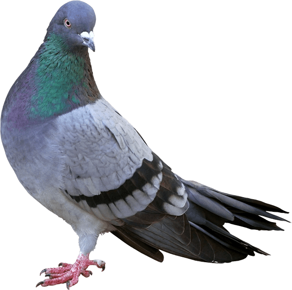 piccione columba livia