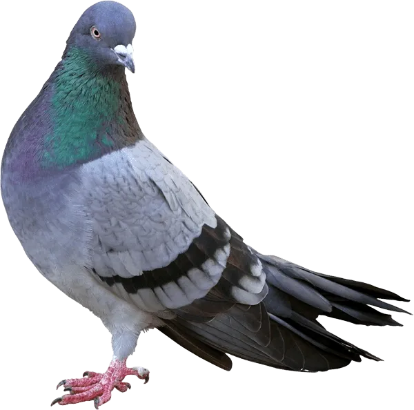 piccione columba livia
