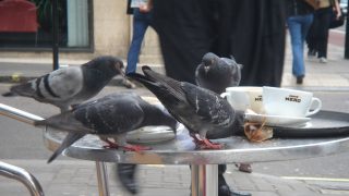 vietato dare cibo ai piccioni