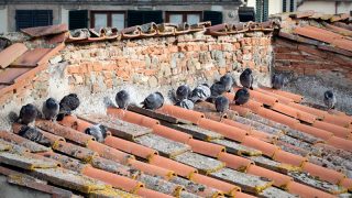 colonia di piccioni sul tetto