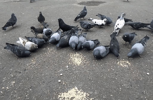 mangime avvelenato per piccioni
