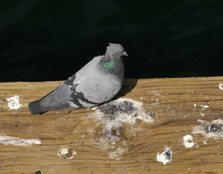 guano piccioni