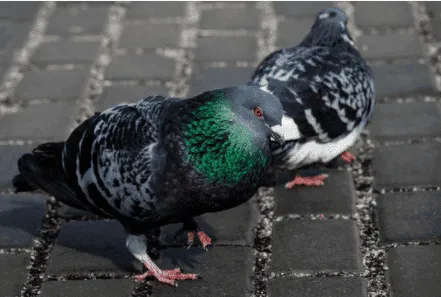 piccioni