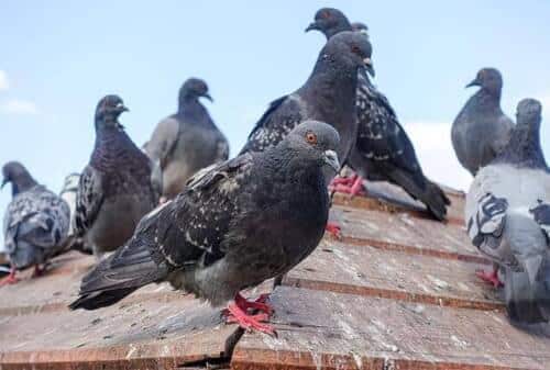 Foto di piccioni infestanti