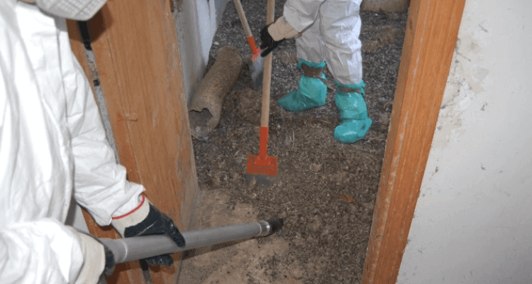 Pulizia Guano e Sterilizzazione Ambienti