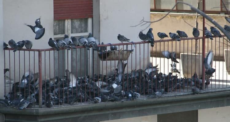 piccioni sul balcone