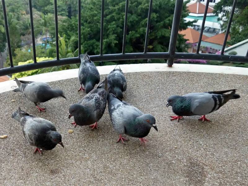 repellente naturale per piccioni